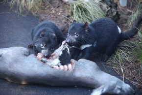 Tasmanian_Devil (1)
