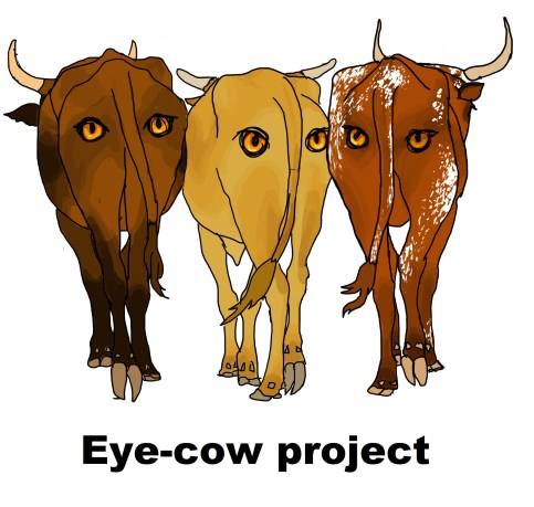 Eye cow